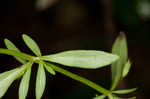 Ozark calamint
